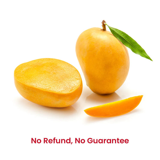 Fresh Alphonso and Kesar Mangoes (Combi Pack) 1.3kgs (4-6 pcs) - No refund or guarantee